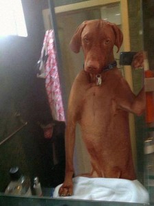 Selfie de animais - Cachorrão no espelho!