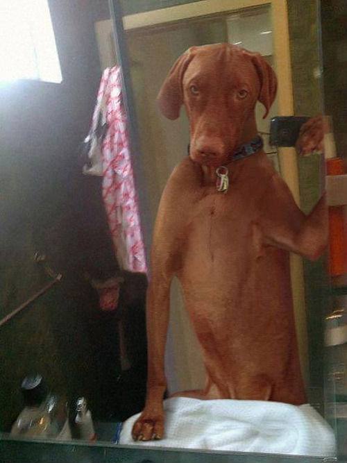Selfies de animais - Cachorrão no espelho!