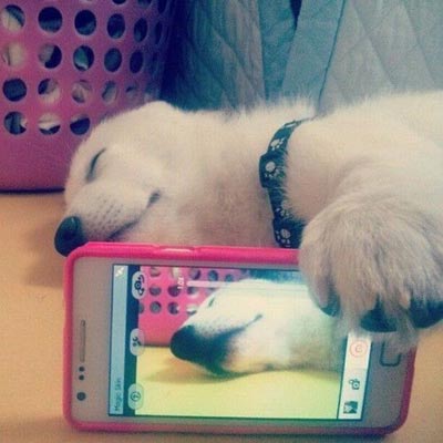 Selfie dog dorminhoco!