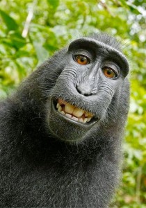 Macaco ladrãozinho!