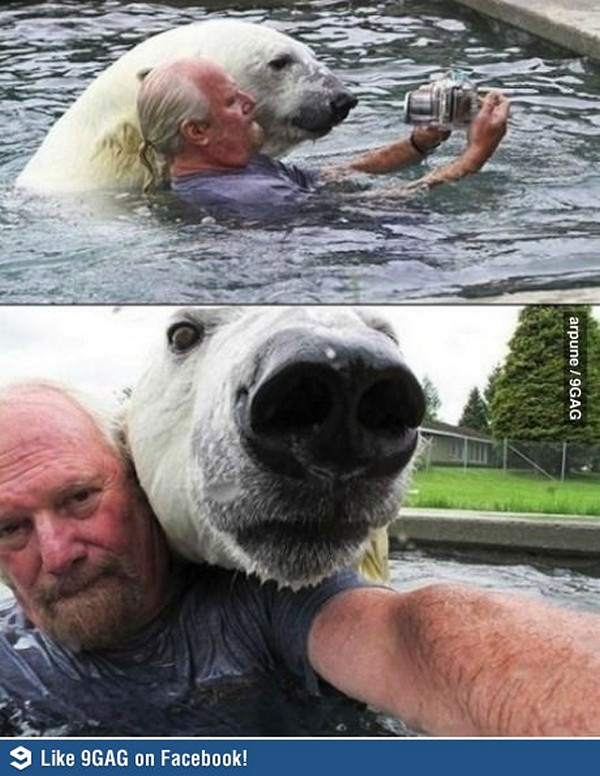 Selfie com urso polar!